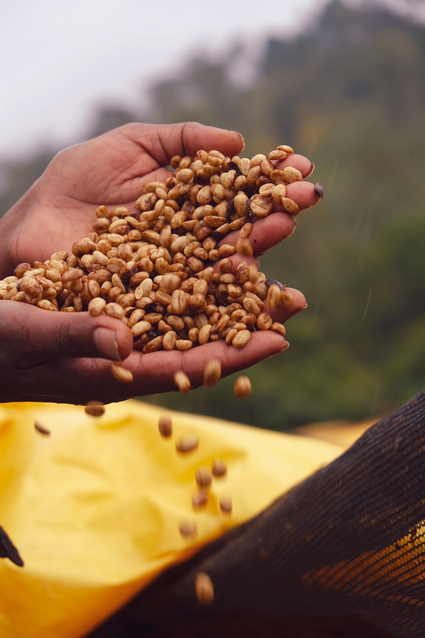 Ethiopia Mate Matiwos Red Honey - 200g