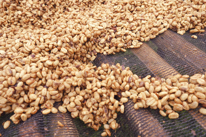 Ethiopia Mate Matiwos Red Honey - 200g