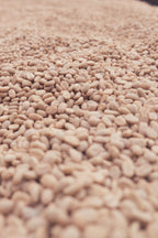 Ethiopia Mate Matiwos Precision Washed - per lb