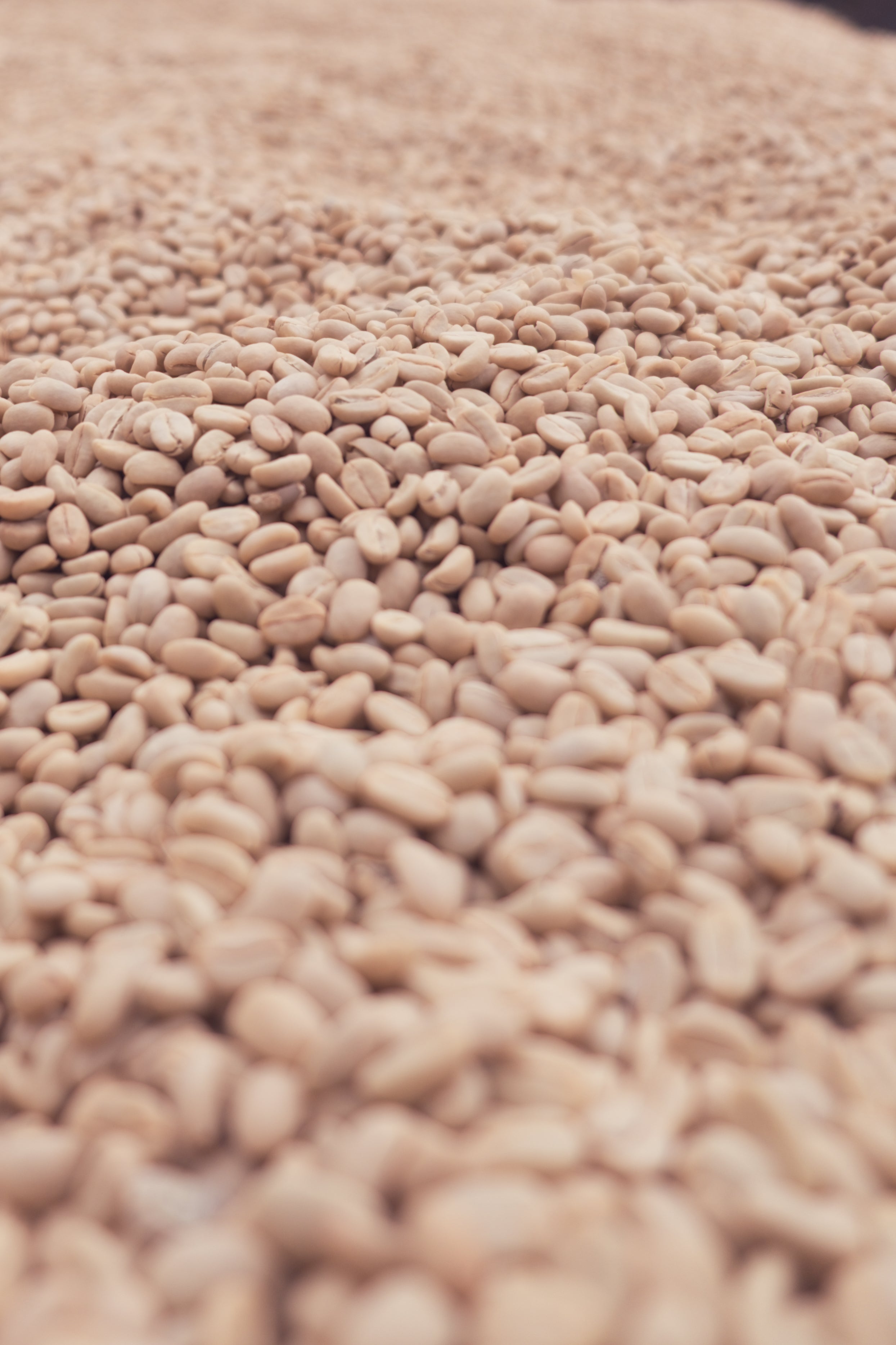 Ethiopia Mate Matiwos Precision Washed - per lb